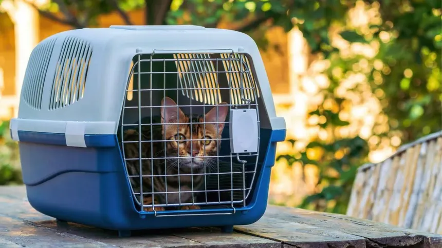 Safe Pet Relocation Services | JanviTrans Packers and Movers